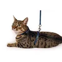 ofix-product-image-1