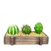 Objevi Mini Kasada Kaktüs 8 x 21 cm