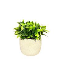 Objevi Beton Saksıda Doğal Görünümlü Bitki 10 x 18cm (ARD027)