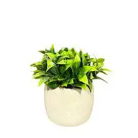 ofix-product-image-0