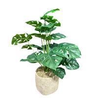 Objevi Hasır Efekt Saksıda Deve Tabanı 90 x 26 cm