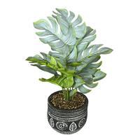 Objevi Saksıda Deve Tabanı 13 x 8 cm - Siyah 