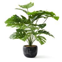 Objevi Dekoratif Deve Tabanı Çiçeği 70 x 22 cm (OBJ003) 